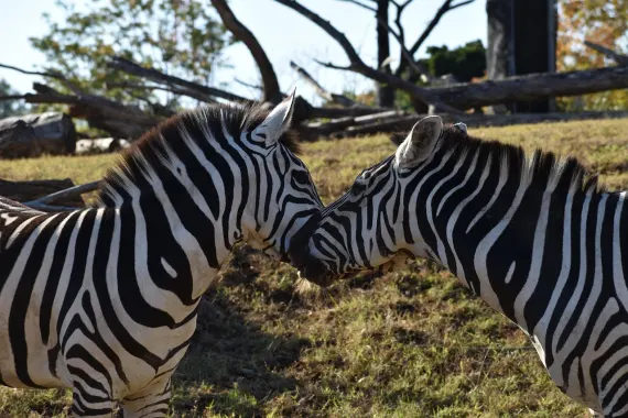 Kazino Sticky Wilds Atbalsts